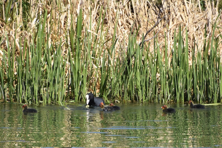 Meerkoet met pulletjes - Vogels - 