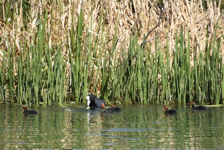 Meerkoet met pulletjes