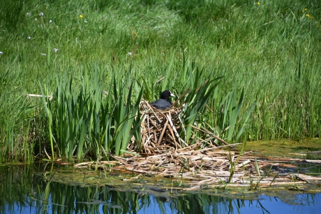 Meerkoet op nest