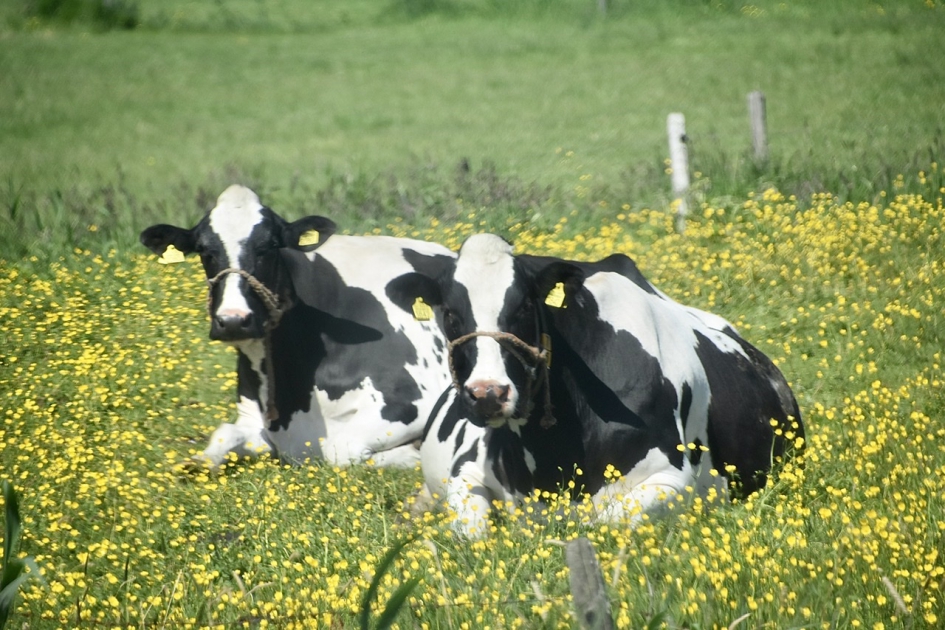 Melkkoeien tussen de boterbloemen - Zoogdieren - 