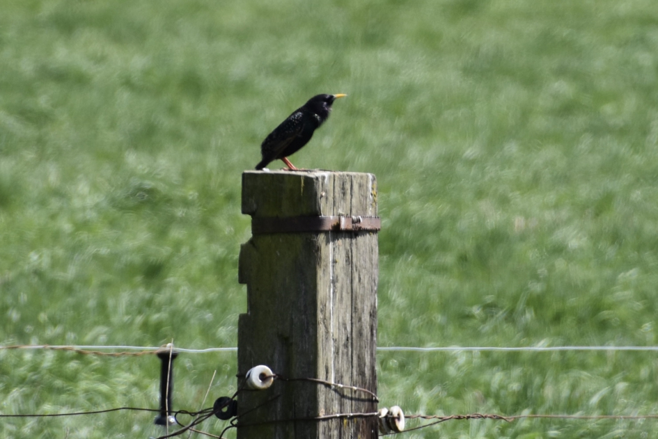 Merel - Vogels - 