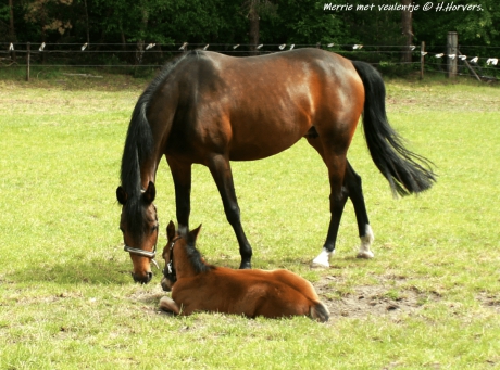 Merrie met veulentje