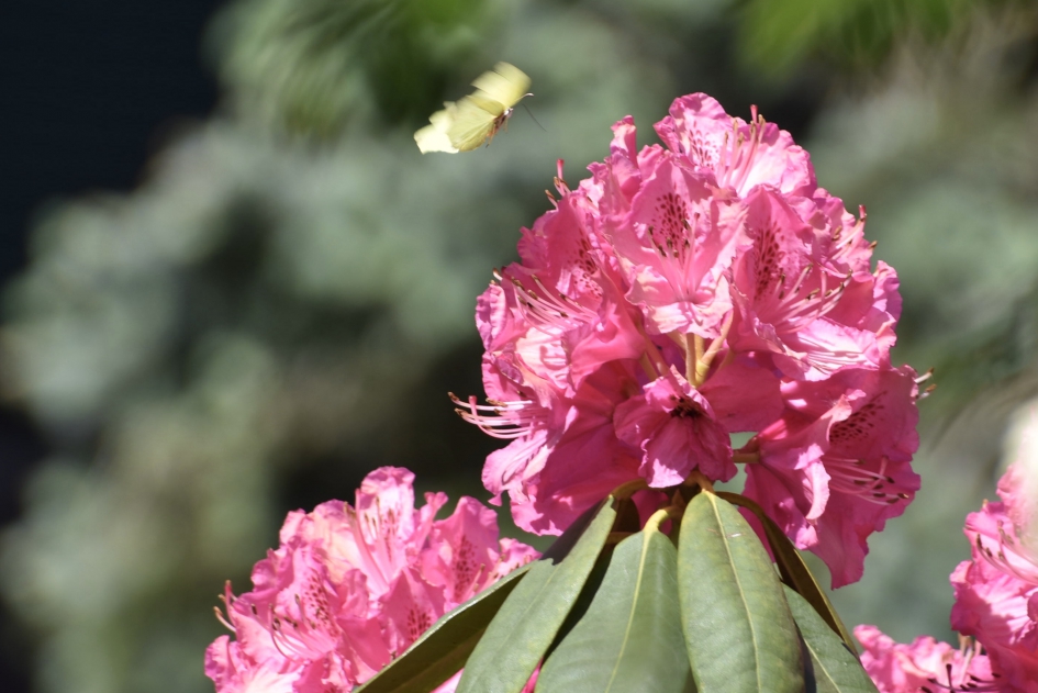 Met een fladderend vlindertje - Planten - 