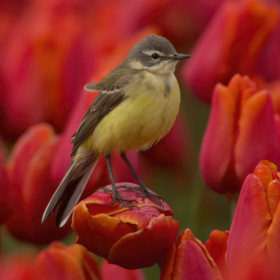 Mevrouw Kwik - Vogels - Gele Kwikstaart
