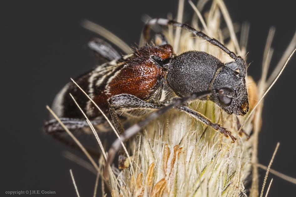Mierenboktor (Anaglyptus mysticus) - Geleedpotigen - Mierenboktor
