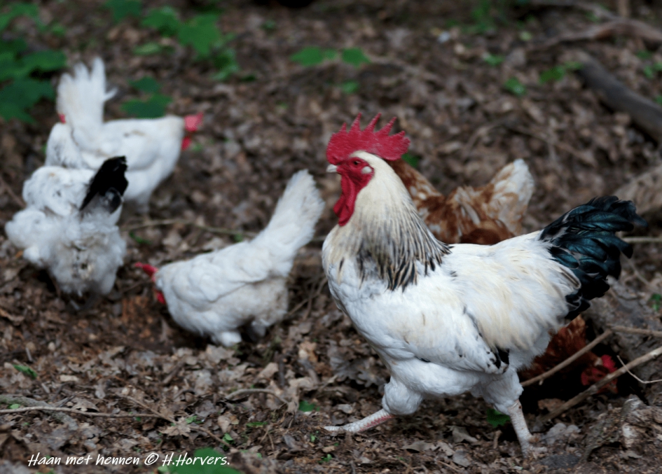 Mijnheer Haan met wat vriendinnen. - Vogels - Haan met hennen