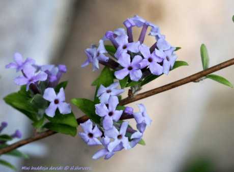 Mini buddleja davidii.