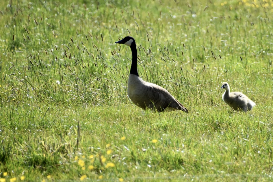 Moeder volgen - Vogels - 
