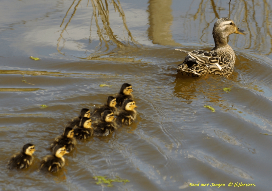 Moedereend met Jonkies - Vogels - Moedereend met Jonkies
