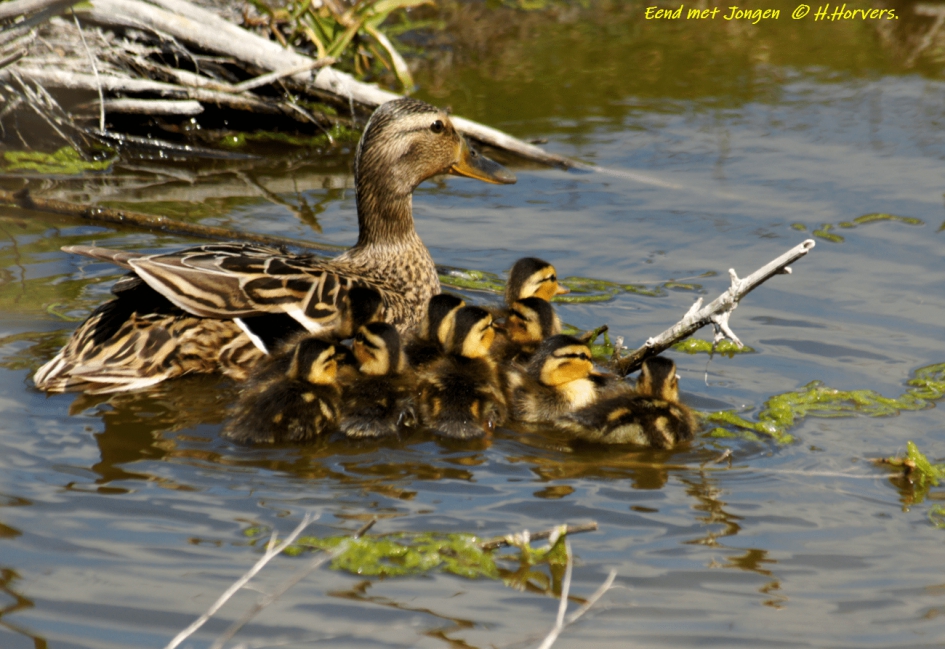 Moedereend met Jonkies - Vogels - Moedereend met Jonkies