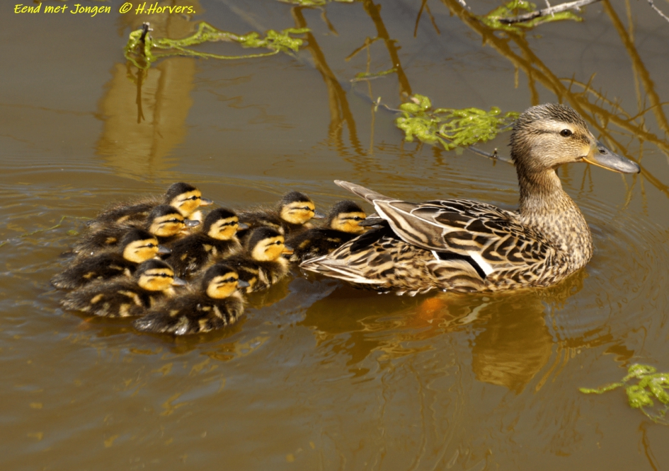 Moedereend met Jonkies - Vogels - Moedereend met Jonkies