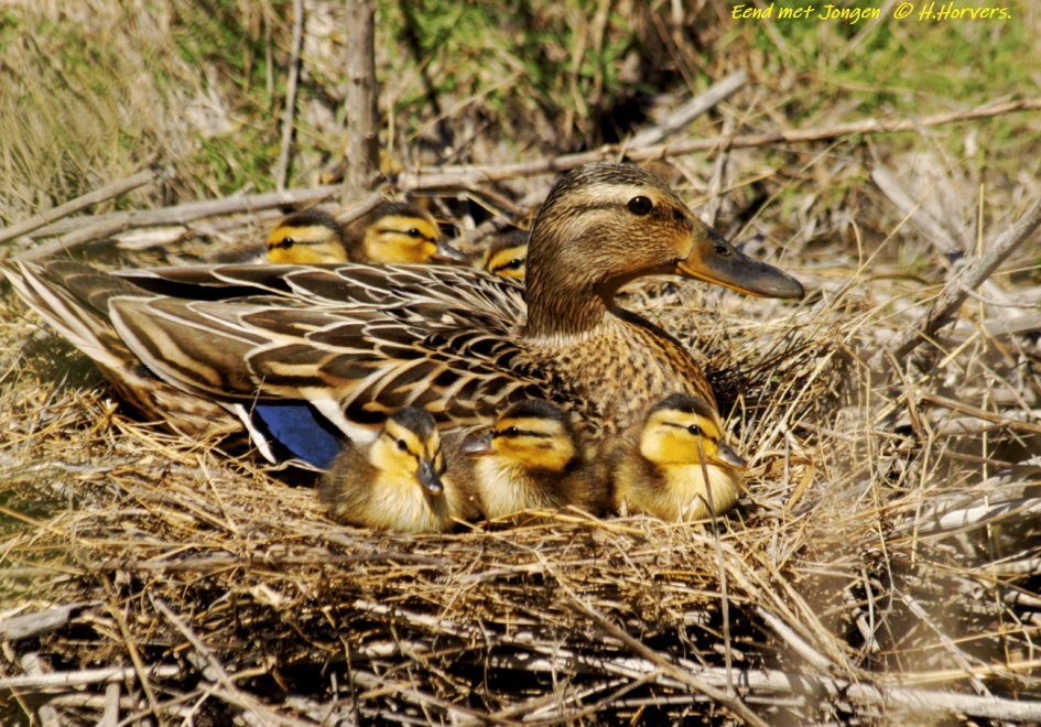 Moedereend met jonkies op het nest - Vogels - Moedereend met jonkies op het nest