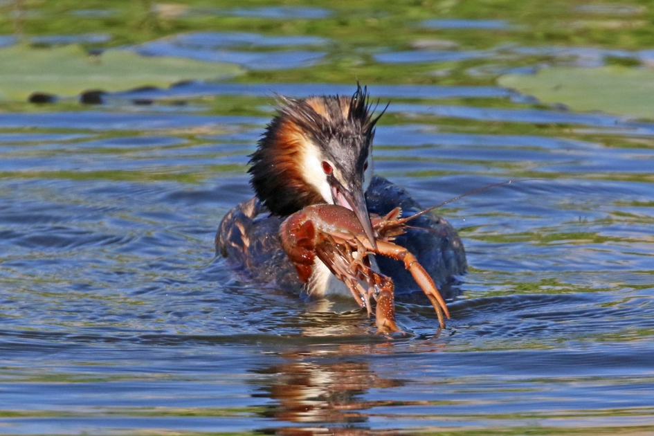Mooie buit - Vogels - 