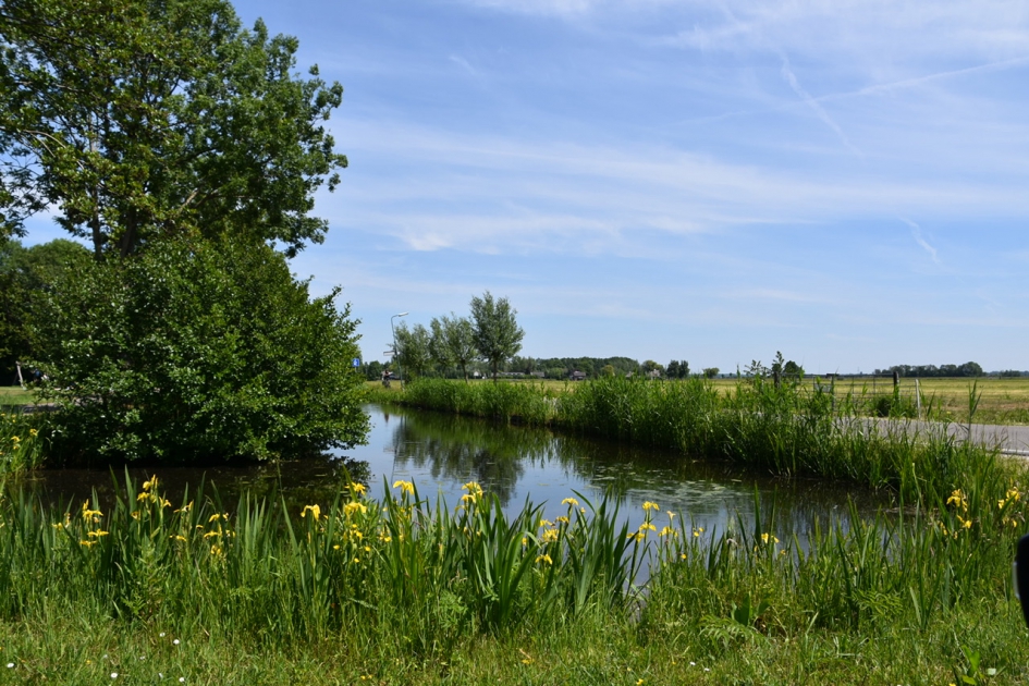 Mooie gele lissen langs het water - Weer en landschap - 