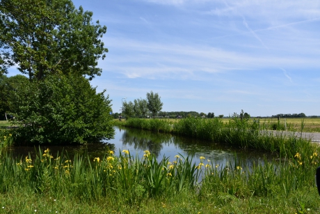 Mooie gele lissen langs het water