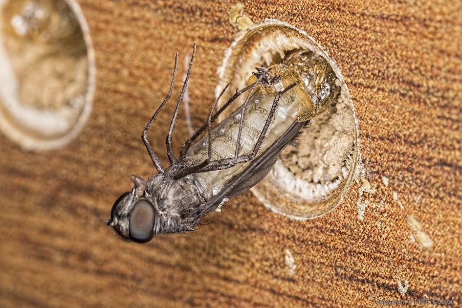 Muurrouwzwever (Anthrax anthrax) 1 - Geleedpotigen - Muurrouwzwever