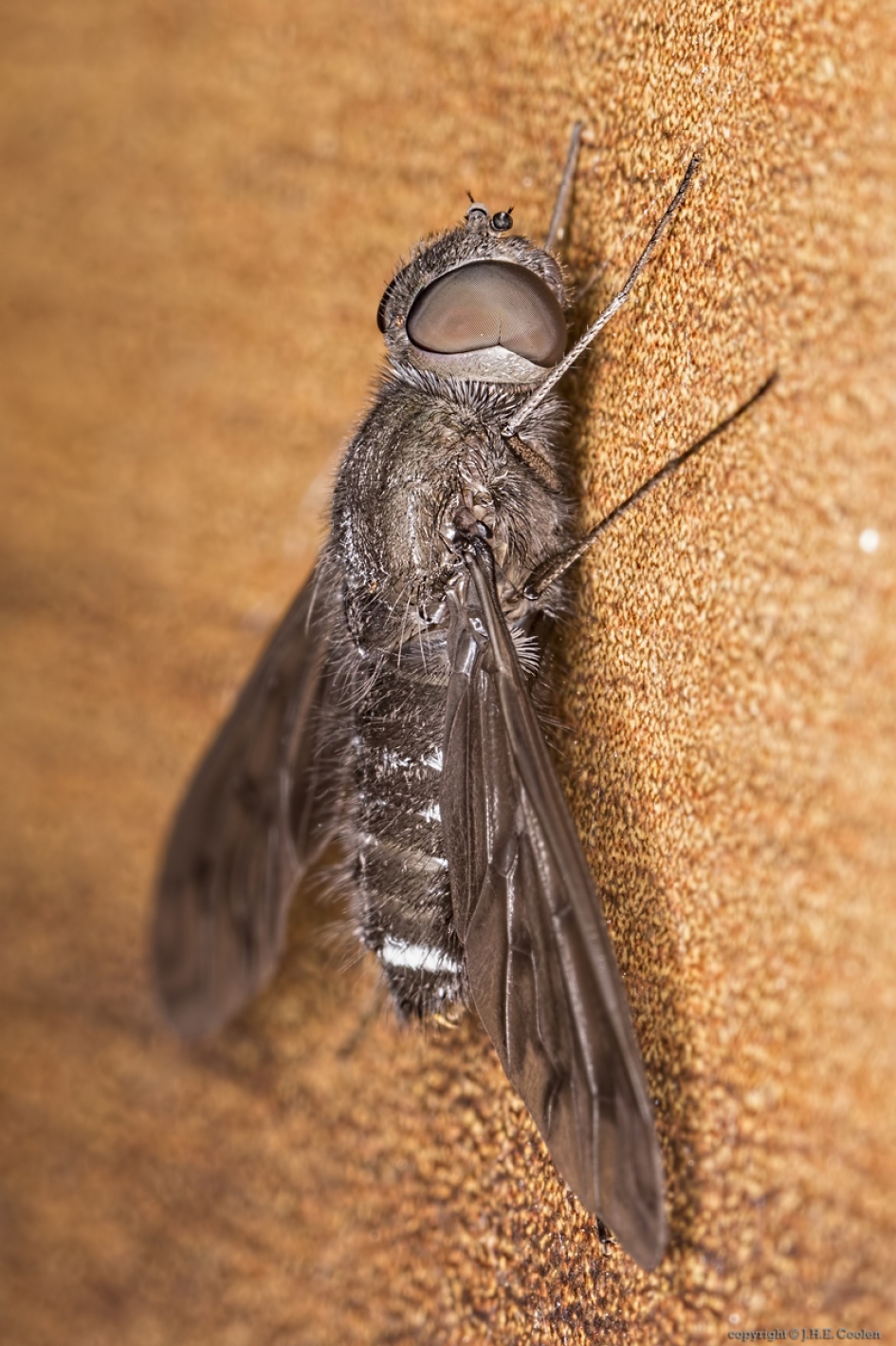 Muurrouwzwever (Anthrax anthrax) 2 - Geleedpotigen - Muurrouwzwever