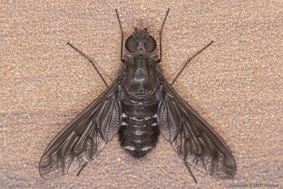 Muurrouwzwever (Anthrax anthrax) 3 - Geleedpotigen - Muurrouwzwever