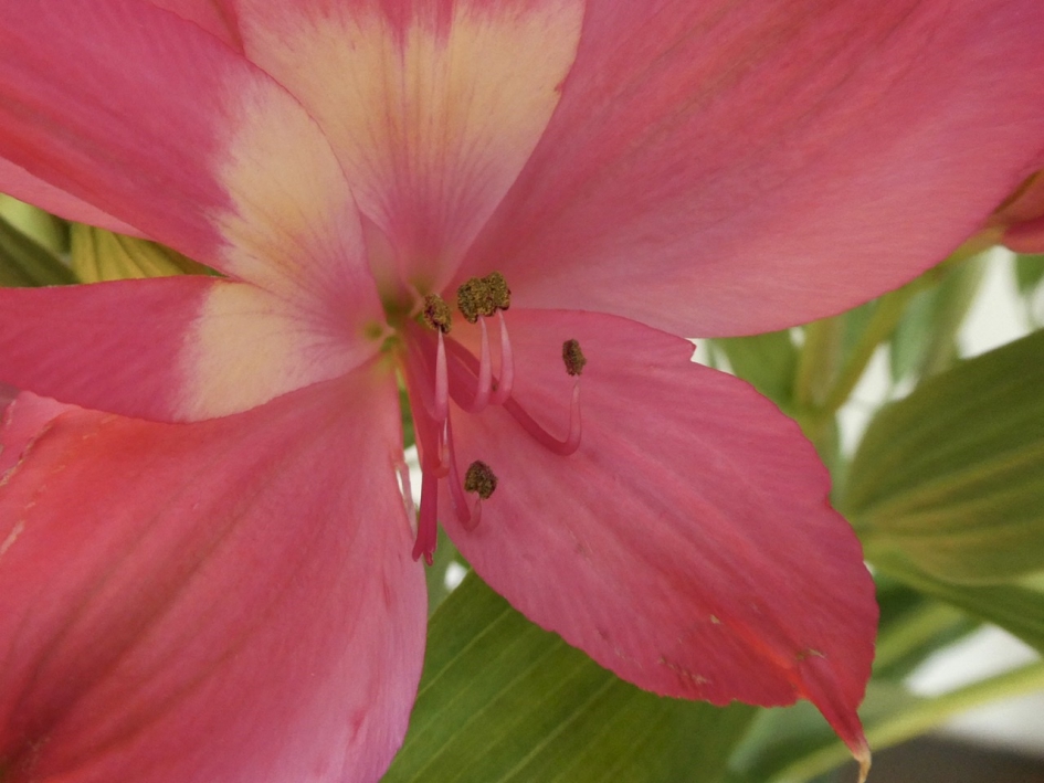 Alstroemeria - Planten - 
