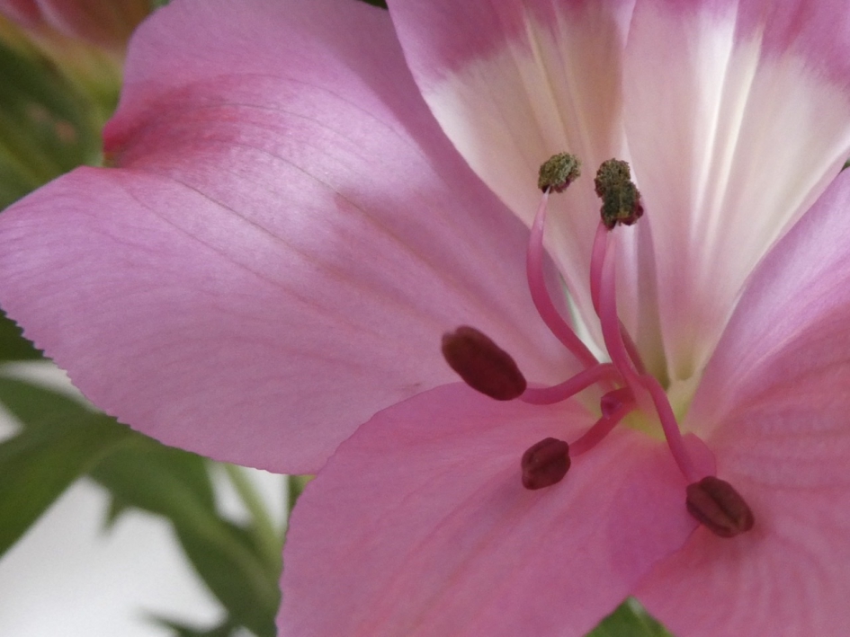 Alstroemeria - Planten - 