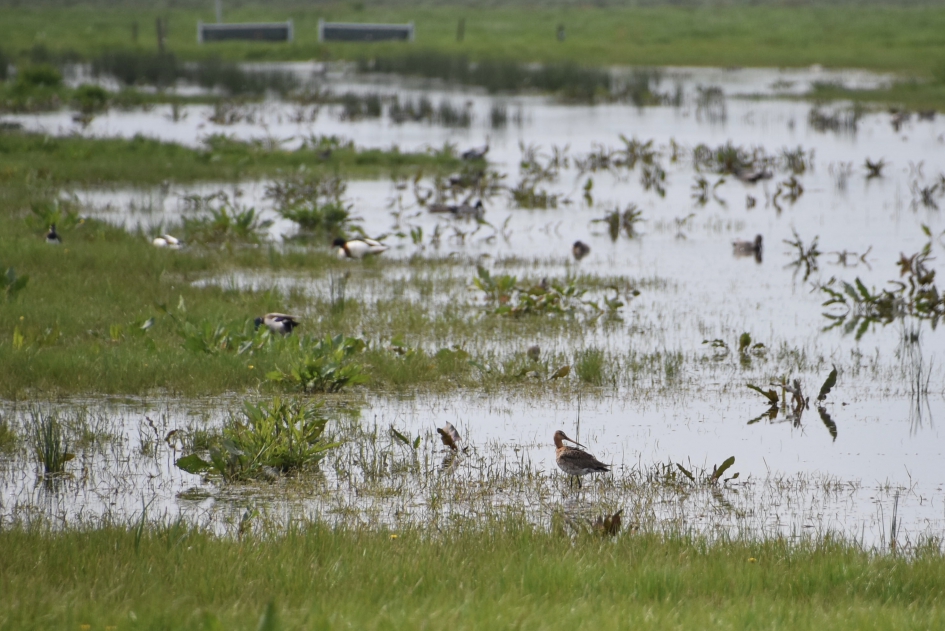 Grutto - Vogels - 