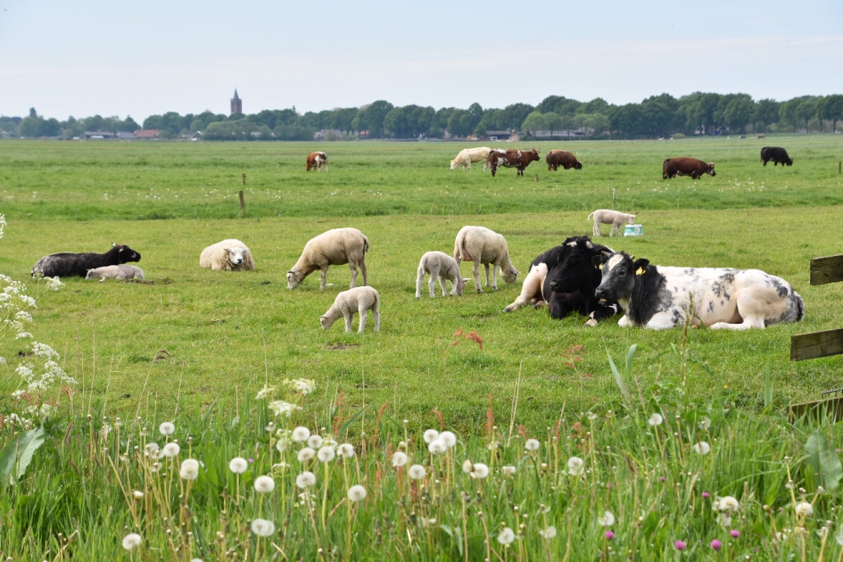 Samen in de wei... - Zoogdieren - 