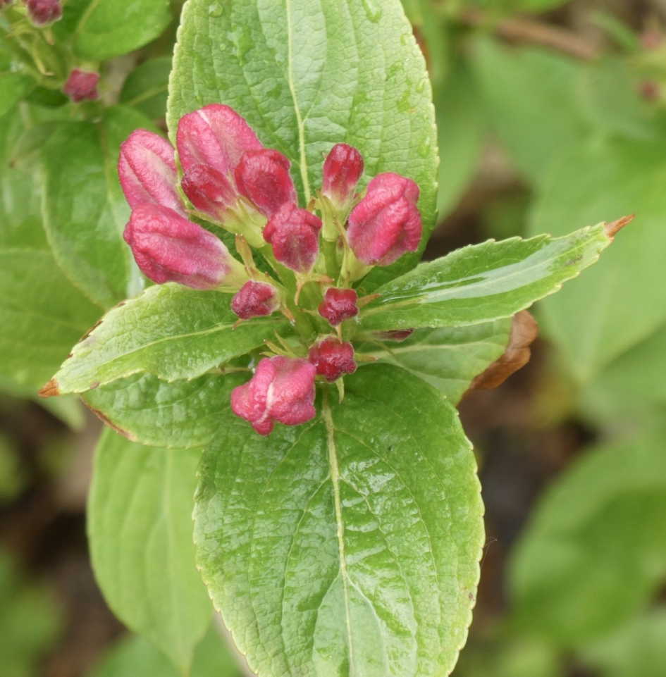 Na een regenbui! - Planten - 