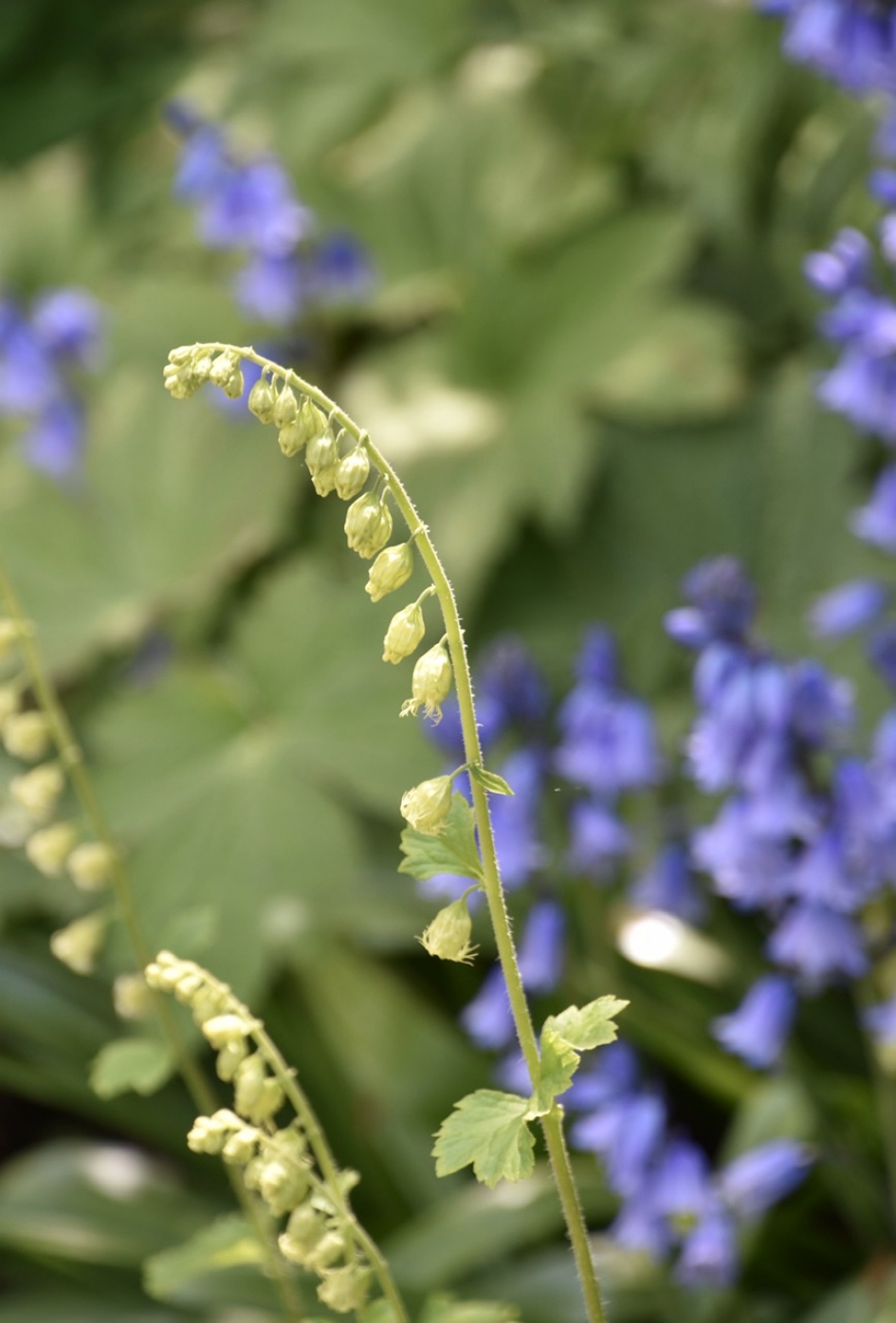 Naam? - Planten - 