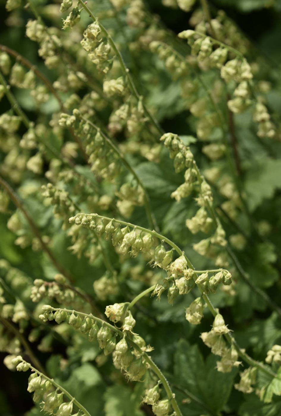 Naam onbekend - Planten - 