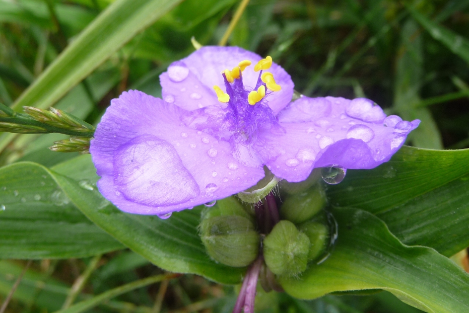 Nat - Planten - 
