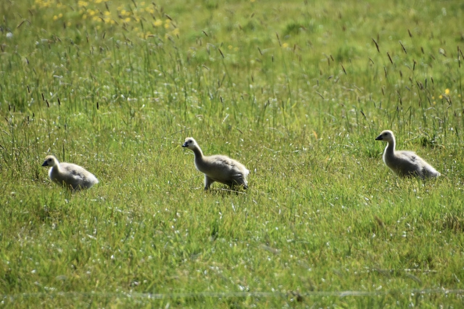 Niet te snel - Vogels - 