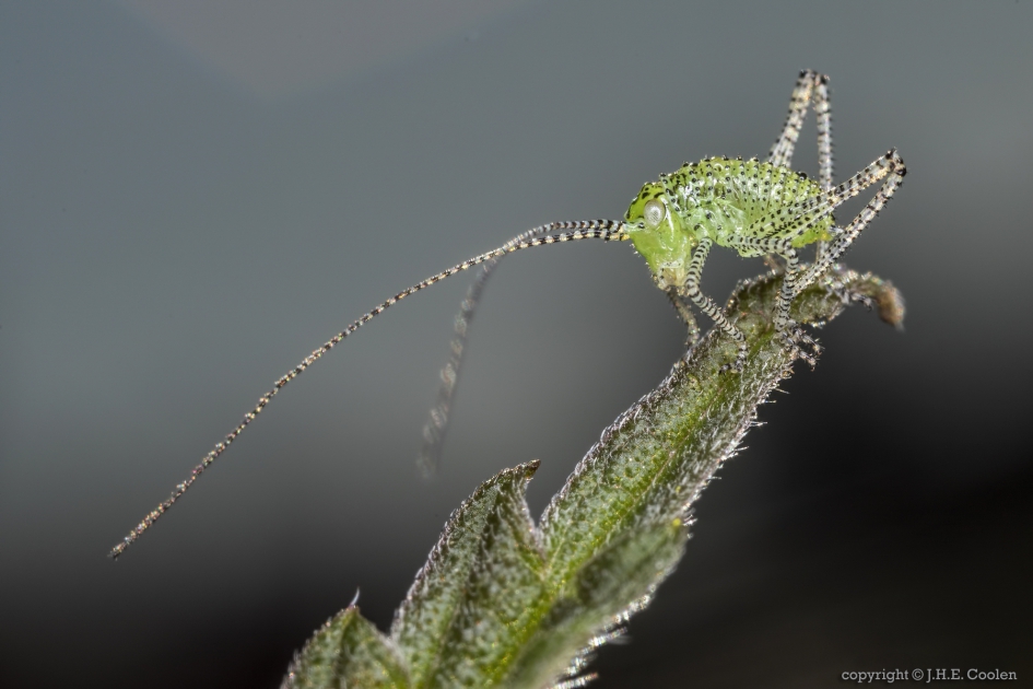 Nimf struiksprinkhaan  (Leptophyes punctatissima) - Geleedpotigen - Nimf struiksprinkhaan