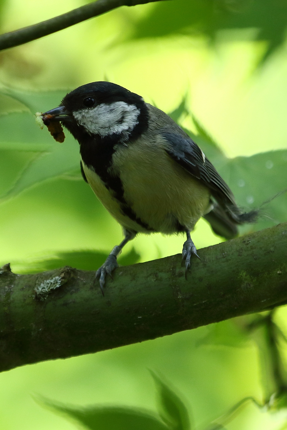 nog even doorwerken - Vogels - koolmees-v-