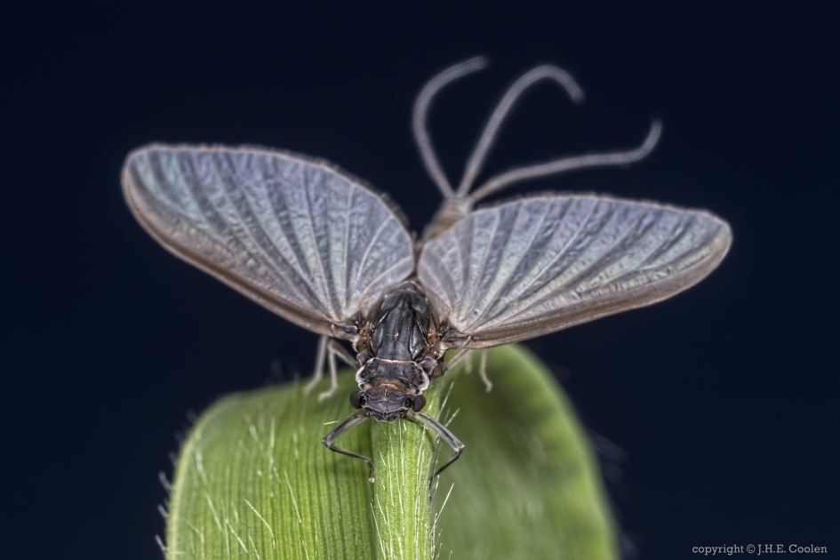 Ochtendslijkhaft (Caenis luctuosa) - Geleedpotigen - Ochtendslijkhaft