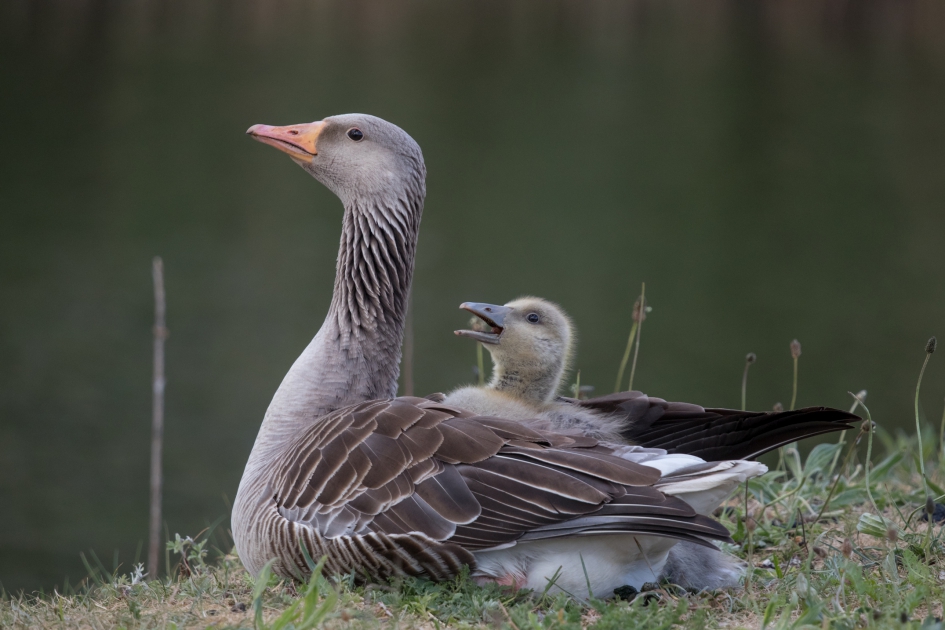 Onder moeders vleugels - Vogels - De grauwe gans