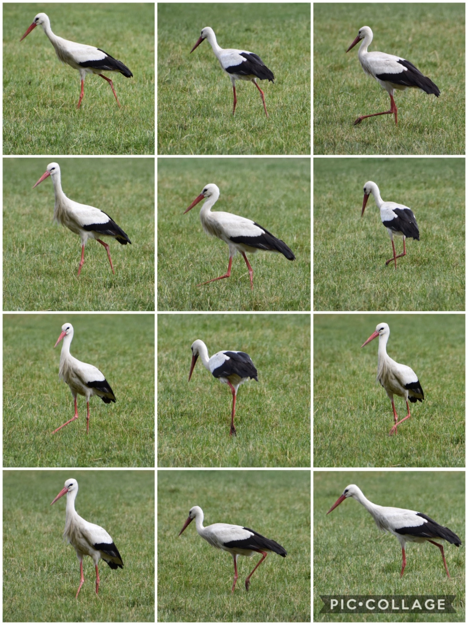 Ooievaar collage - Vogels - 