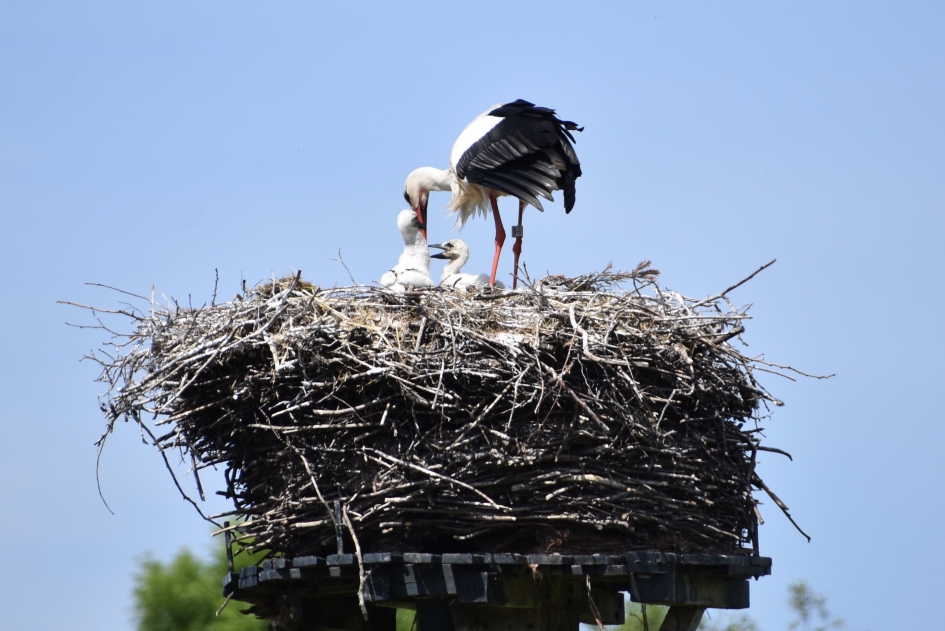 Ooievaar met drie kleintjes - Vogels - 
