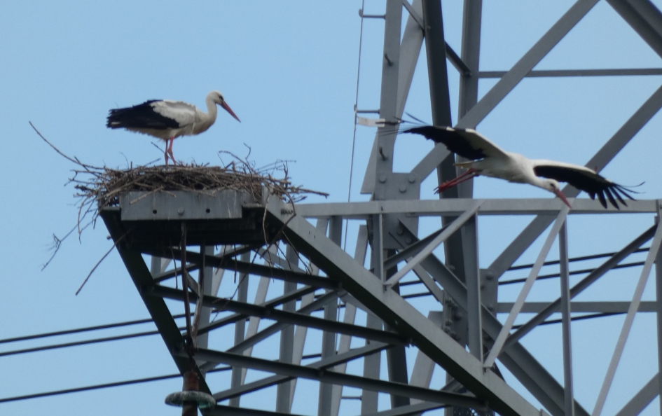 Ooievaarsnest in Almere buiten - Vogels - Ooievaar