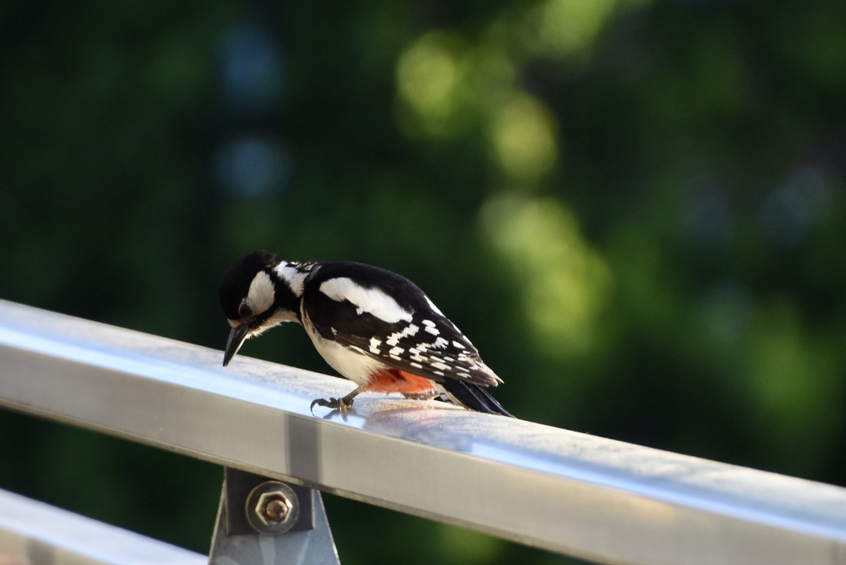 Op de grond ligt ook genoeg.... - Vogels - 