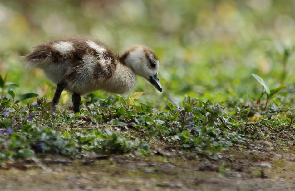 op pad - Vogels - nijlgans