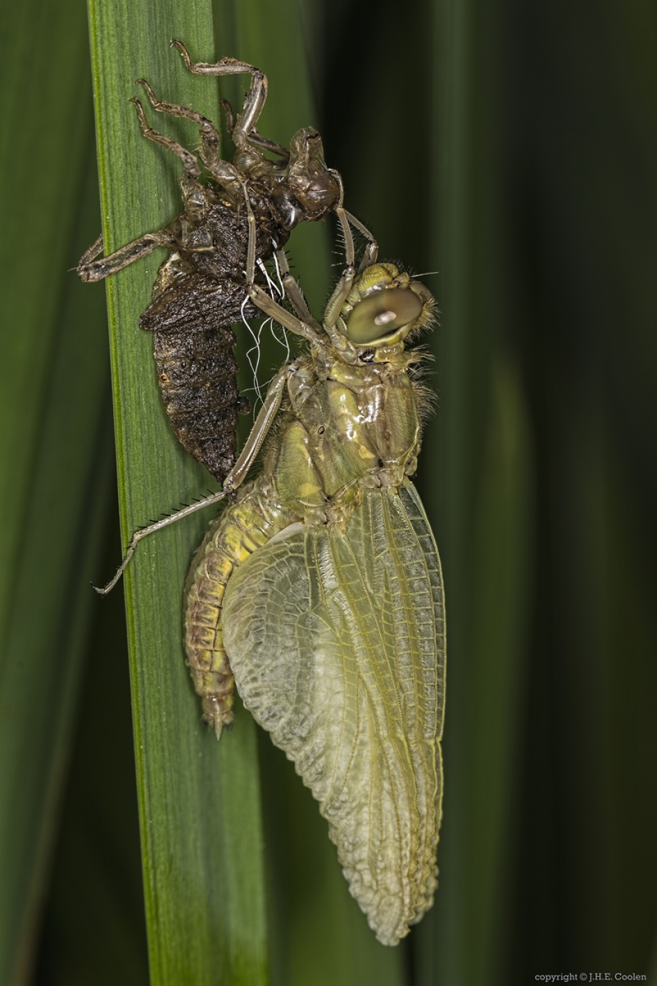 Oppompen... - Geleedpotigen - Gewone oeverlibel