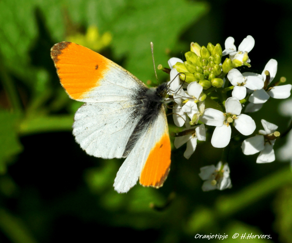 Oranjetipje - Geleedpotigen - Oranjetipje