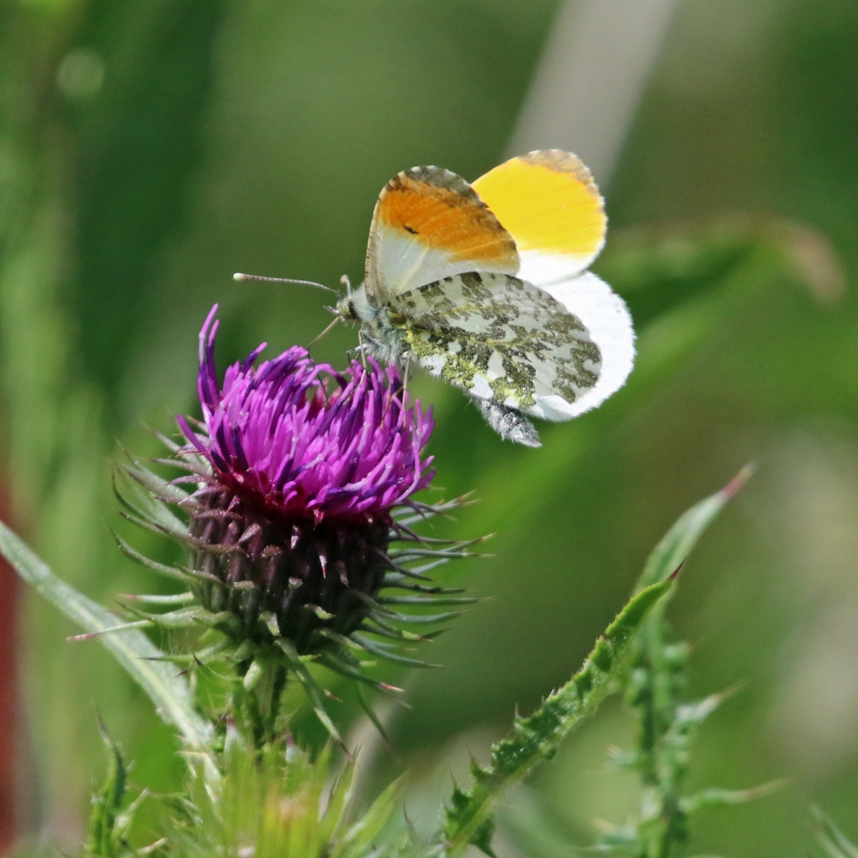 Oranjetipje - Geleedpotigen - 