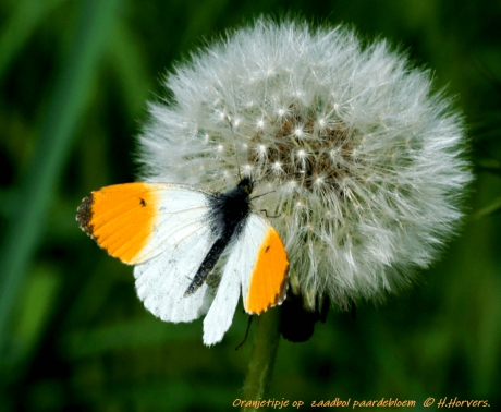 Oranjetipje op  zaadbol paardebloem.