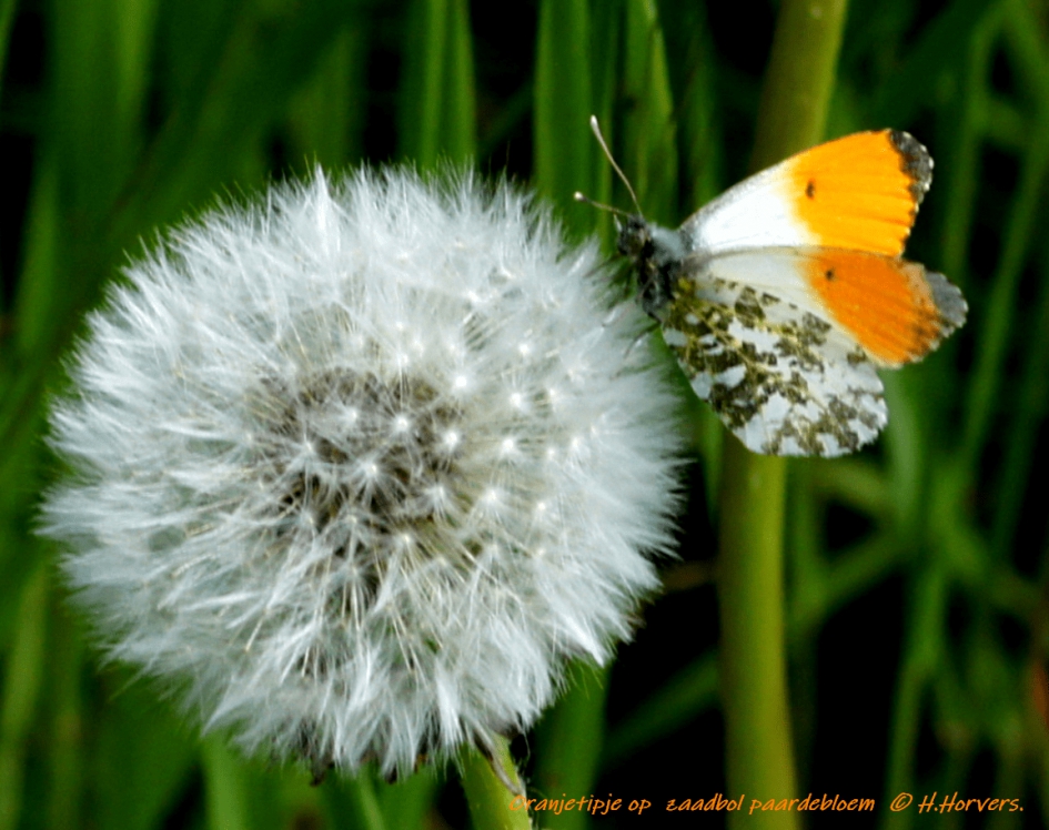 Oranjetipje op  zaadbol paardebloem. - Geleedpotigen - Oranjetipje