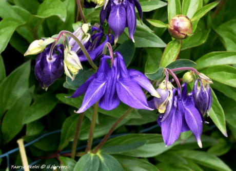 Paarse Akelei.