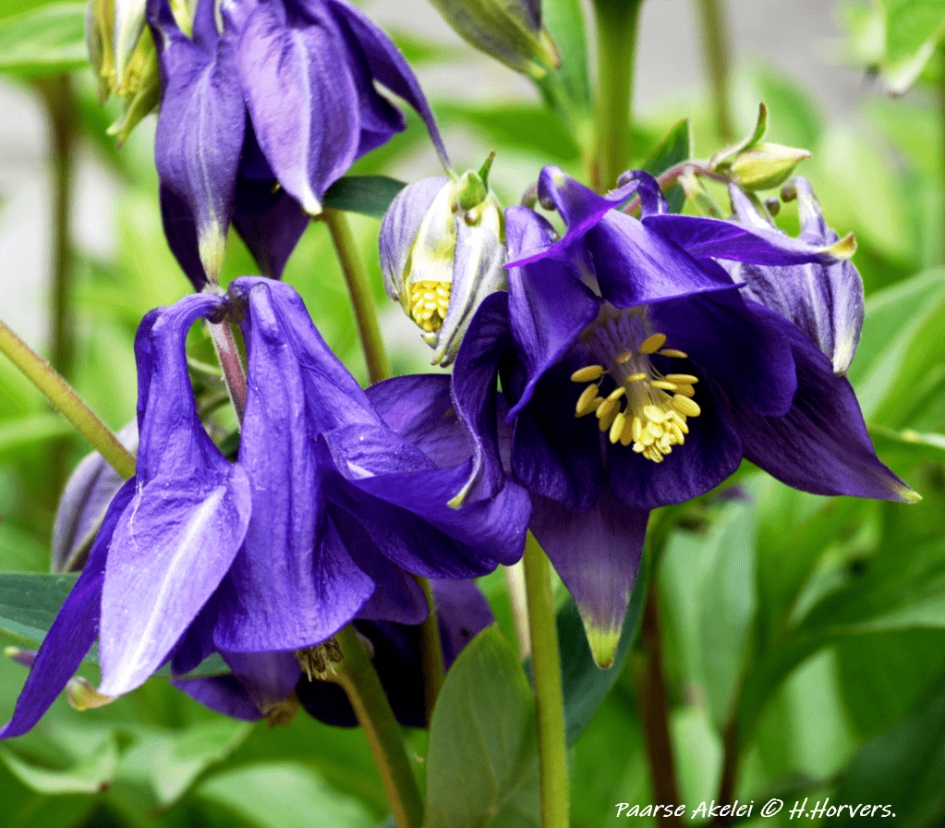 Paarse Akelei. - Planten - Paarse Akelei.