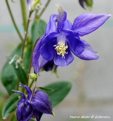 Paarse Akelei.