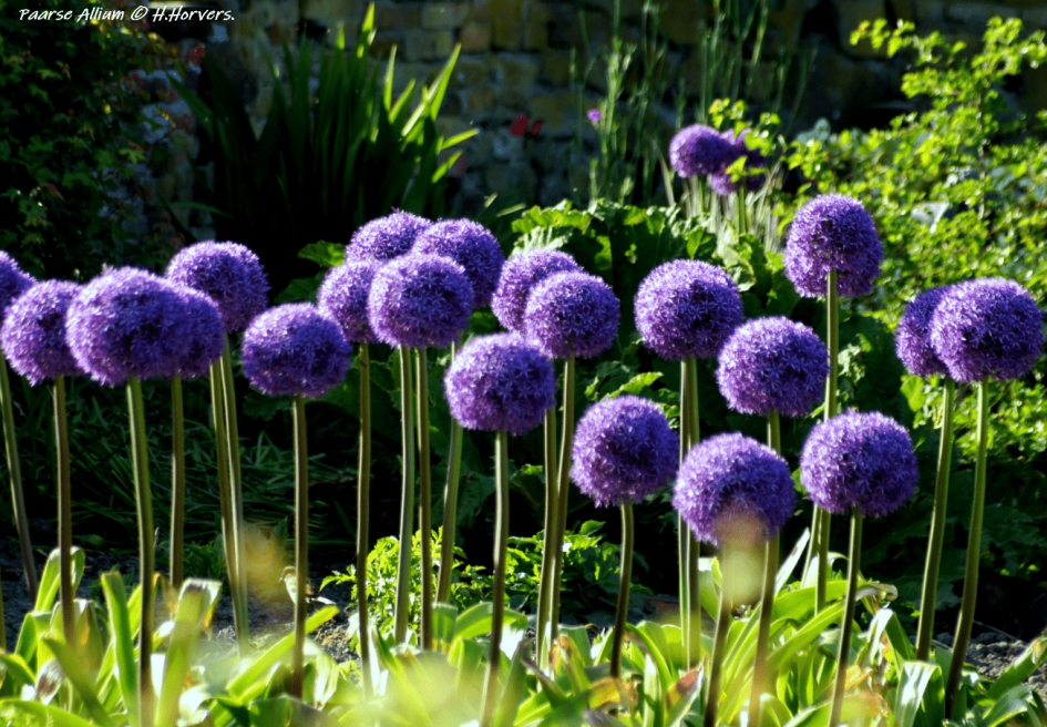 Paarse Allium. - Planten - Paarse Allium.