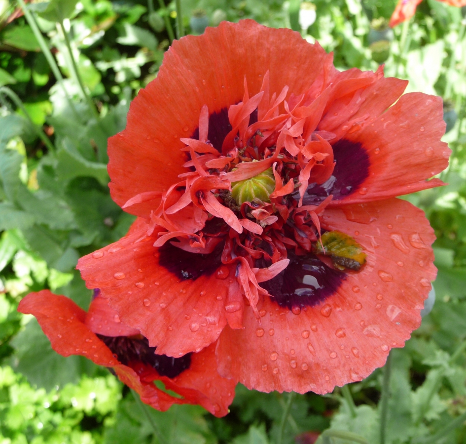 Papaver - Planten - 